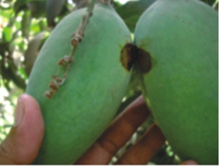 Fruit Borer